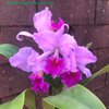 Cattleya  Fallieri (trianae   tipo x rex)